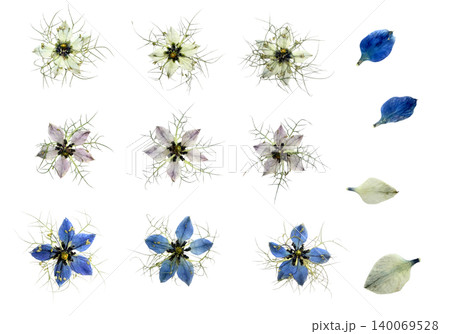 押し花ニゲラ素材集 背景透過 白・ラベンダー・青 3色バリエーション 押し花ニゲラ素材集 背景透過 白・ラベンダー・青 3色バリエーション 140069528