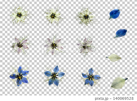 押し花ニゲラ素材集 背景透過 白・ラベンダー・青 3色バリエーション 押し花ニゲラ素材集 背景透過 白・ラベンダー・青 3色バリエーション 140069528