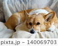 布団の上で横たわるコーギー 140069703