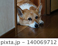伏せをする犬 140069712