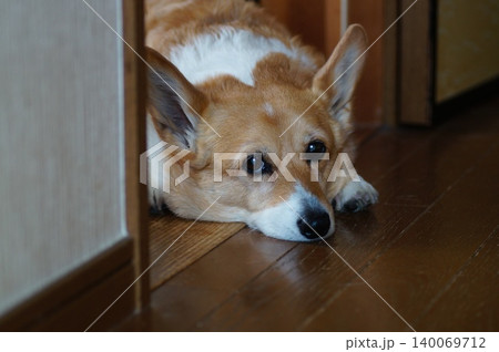 伏せをする犬 140069712