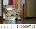 伏せをする犬 140069713