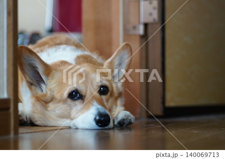 伏せをする犬 140069713