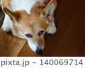 伏せをしている犬 140069714