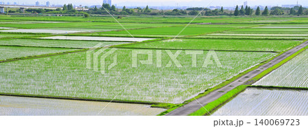 田植え後の田園風景　荒川河川敷穀倉地帯　さいたま市西区 140069723