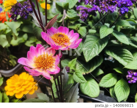黒葉ダリアの花 ピンクと白のカクテルアミーゴ 黒葉ダリアの花 ピンクと白のカクテルアミーゴ 140069815