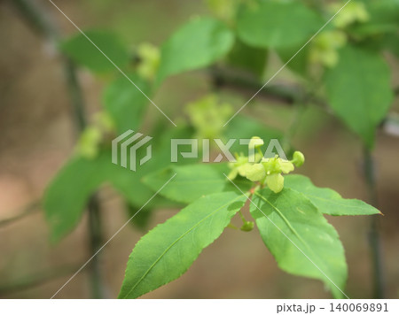 5月に咲いた小さくて目立たない緑色のニシキギの花 5月に咲いた小さくて目立たない緑色のニシキギの花 140069891