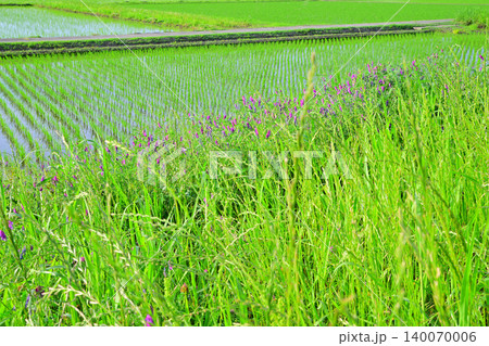 田植え後の田園風景　荒川河川敷穀倉地帯　さいたま市西区 140070006