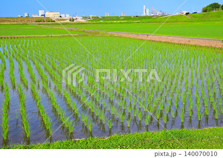 田植え後の田園風景 荒川河川敷穀倉地帯 さいたま市西区 田植え後の田園風景 荒川河川敷穀倉地帯 さいたま市西区 140070010