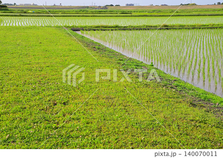 田植え後の田園風景 荒川河川敷穀倉地帯 さいたま市西区 田植え後の田園風景 荒川河川敷穀倉地帯 さいたま市西区 140070011
