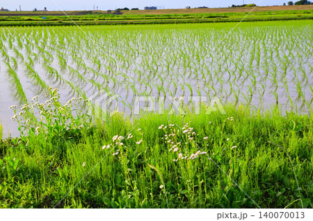 田植え後の田園風景 荒川河川敷穀倉地帯 さいたま市西区 田植え後の田園風景 荒川河川敷穀倉地帯 さいたま市西区 140070013