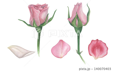 Set of pink rose buds with petals. Watercolor illustration hand drawn on white background. For textiles, design, postcards Set of pink rose buds with petals. Watercolor illustration hand drawn on white background. For textiles, design, postcards 140070403