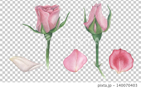 Set of pink rose buds with petals. Watercolor illustration hand drawn on white background. For textiles, design, postcards Set of pink rose buds with petals. Watercolor illustration hand drawn on white background. For textiles, design, postcards 140070403