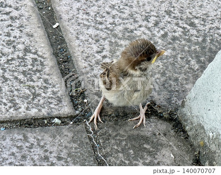 道路にいたスズメのヒナ 道路にいたスズメのヒナ 140070707