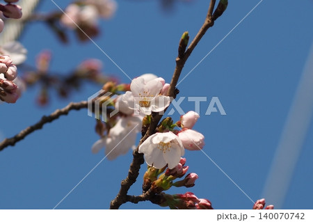 青空に映える桜 140070742