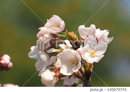 咲き始めた桜 咲き始めた桜 140070745