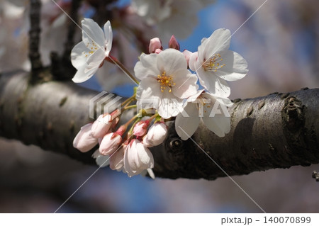 咲き始めた桜 咲き始めた桜 140070899