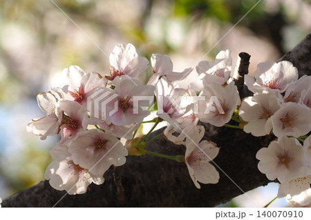 桜咲く 桜咲く 140070910