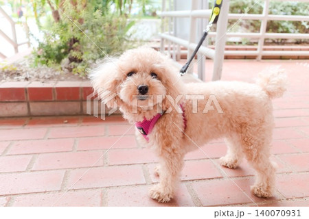 ペット用品や散歩記事に使いやすい小型犬とリードの写真 ペット用品や散歩記事に使いやすい小型犬とリードの写真 140070931