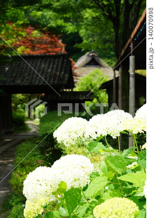 東京都町田市の薬師池公園の薬師茶屋周辺のあじさいの風景 東京都町田市の薬師池公園の薬師茶屋周辺のあじさいの風景 140070998