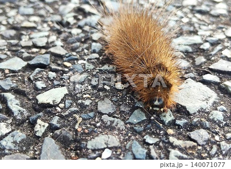道路上を移動する茶色い毛虫を近距離から撮影した生態写真。毛並みや質感が分かるクローズアップ構図で、自 140071077