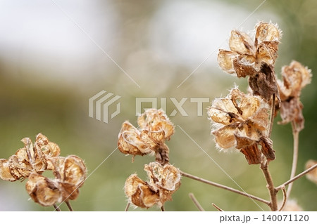 繊細な質感が美しい枯れた花殻のクローズアップ 繊細な質感が美しい枯れた花殻のクローズアップ 140071120