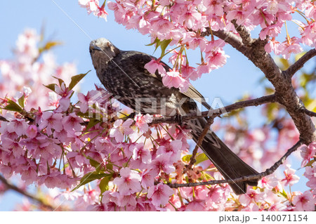 満開の桜の蜜を吸うヒヨドリ 満開の桜の蜜を吸うヒヨドリ 140071154