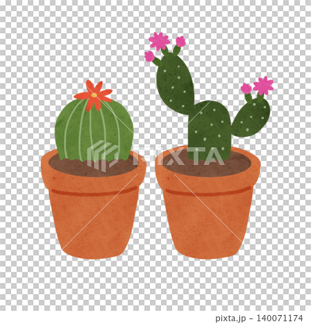 花が咲いている丸サボテンとウチワサボテンのテラコッタ鉢植え 水彩風手描きイラスト 花が咲いている丸サボテンとウチワサボテンのテラコッタ鉢植え 水彩風手描きイラスト 140071174