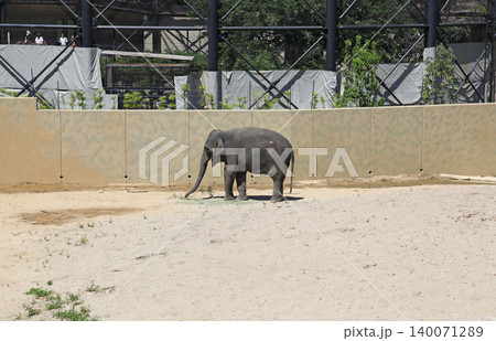 天王寺動物園 エレファント ヴィレッジのアジアゾウ 天王寺動物園 エレファント ヴィレッジのアジアゾウ 140071289