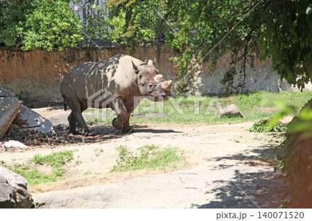 天王寺動物園のヒガシクロサイ 140071520