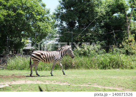 天王寺動物園のグラントシマウマ 天王寺動物園のグラントシマウマ 140071526