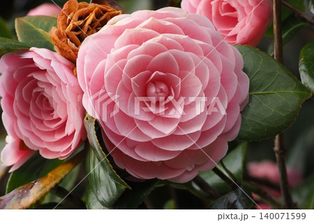 ピンクの椿の花 ピンクの椿の花 140071599