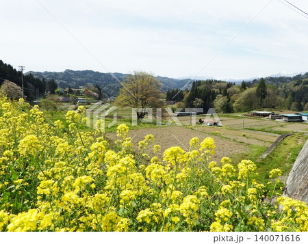 菜の花の向こうに見える小川村の田園風景 菜の花の向こうに見える小川村の田園風景 140071616