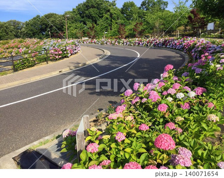あじさい(紫陽花)と公園内の道路・初夏 あじさい(紫陽花)と公園内の道路・初夏 140071654