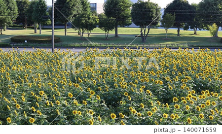 一面に広がるひまわり畑 那珂市 一面に広がるひまわり畑 那珂市 140071659