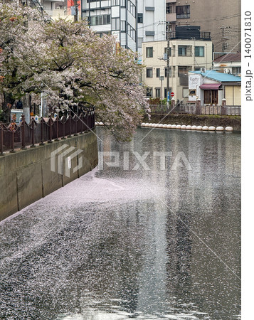 大岡川の水面を美しく彩る満開の桜と情緒ある花筏 大岡川の水面を美しく彩る満開の桜と情緒ある花筏 140071810