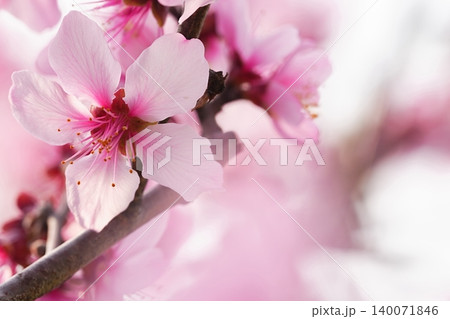 やわらかな春色に包まれた桃色の花 やわらかな春色に包まれた桃色の花 140071846