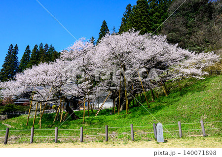 満開の臥龍桜 140071898