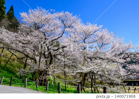満開の臥龍桜 140071908