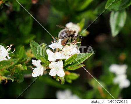 コメツツジの蜜を吸うマルハナバチ コメツツジの蜜を吸うマルハナバチ 140072021