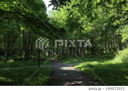 葛飾区 水元公園 葛飾区 水元公園 140072031