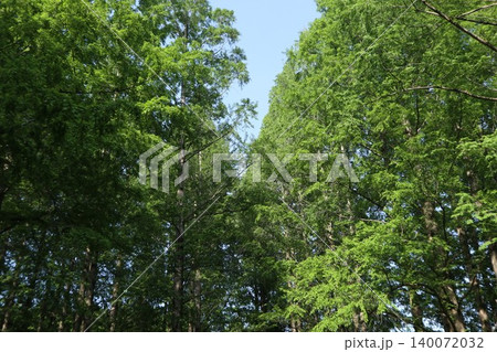 葛飾区 水元公園 葛飾区 水元公園 140072032