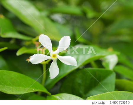 テイカカズラの花 テイカカズラの花 140072040