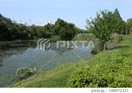 葛飾区 水元公園 葛飾区 水元公園 140072125