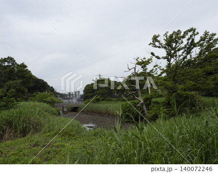 小網代の森の初夏 小網代の森の初夏 140072246