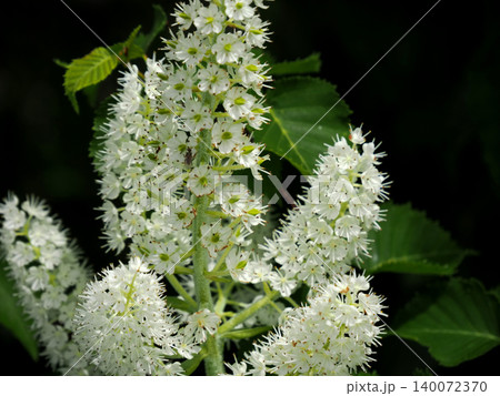 【日本の高山植物】コバイケイソウ(小梅蕙草) 【日本の高山植物】コバイケイソウ(小梅蕙草) 140072370