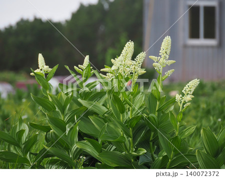 【日本の高山植物】コバイケイソウ(小梅蕙草) 【日本の高山植物】コバイケイソウ(小梅蕙草) 140072372
