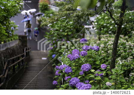 紫陽花の咲く公園 紫陽花の咲く公園 140072621
