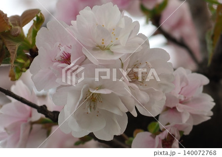 満開の八重桜 満開の八重桜 140072768