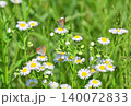 ハルジオンの蜜を吸うベニシジミ 140072833